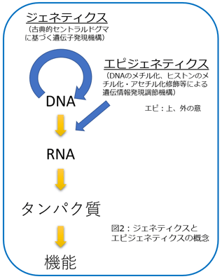 第17回 業界展望 創薬 運命は変えられる エピゲノムからエピトランスクリプトーム創薬へ 第17回 業界展望 創薬 運命は変えられる エピゲノムからエピトランスクリプトーム創薬へ