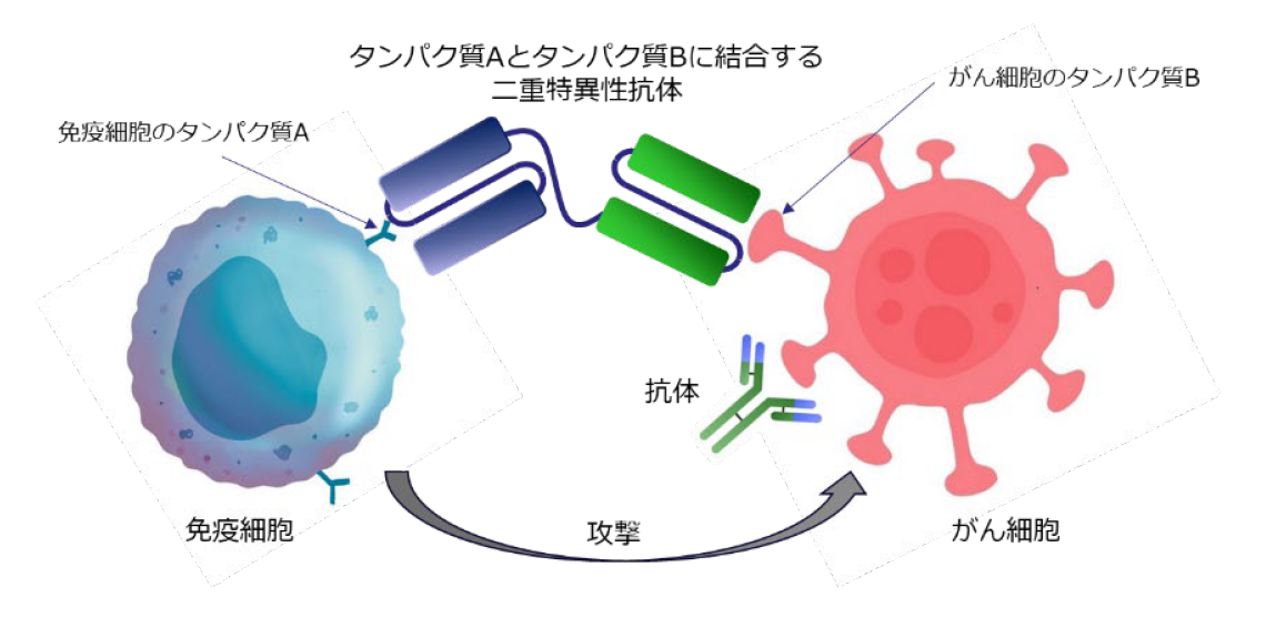 業界展望－創薬 #1 ～がん治療の”次の波”二重特異性抗体の進撃～