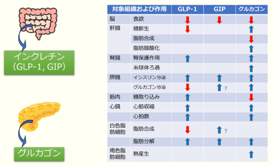 業界展望－創薬 第25回&nbsp;過熱する抗肥満薬市場